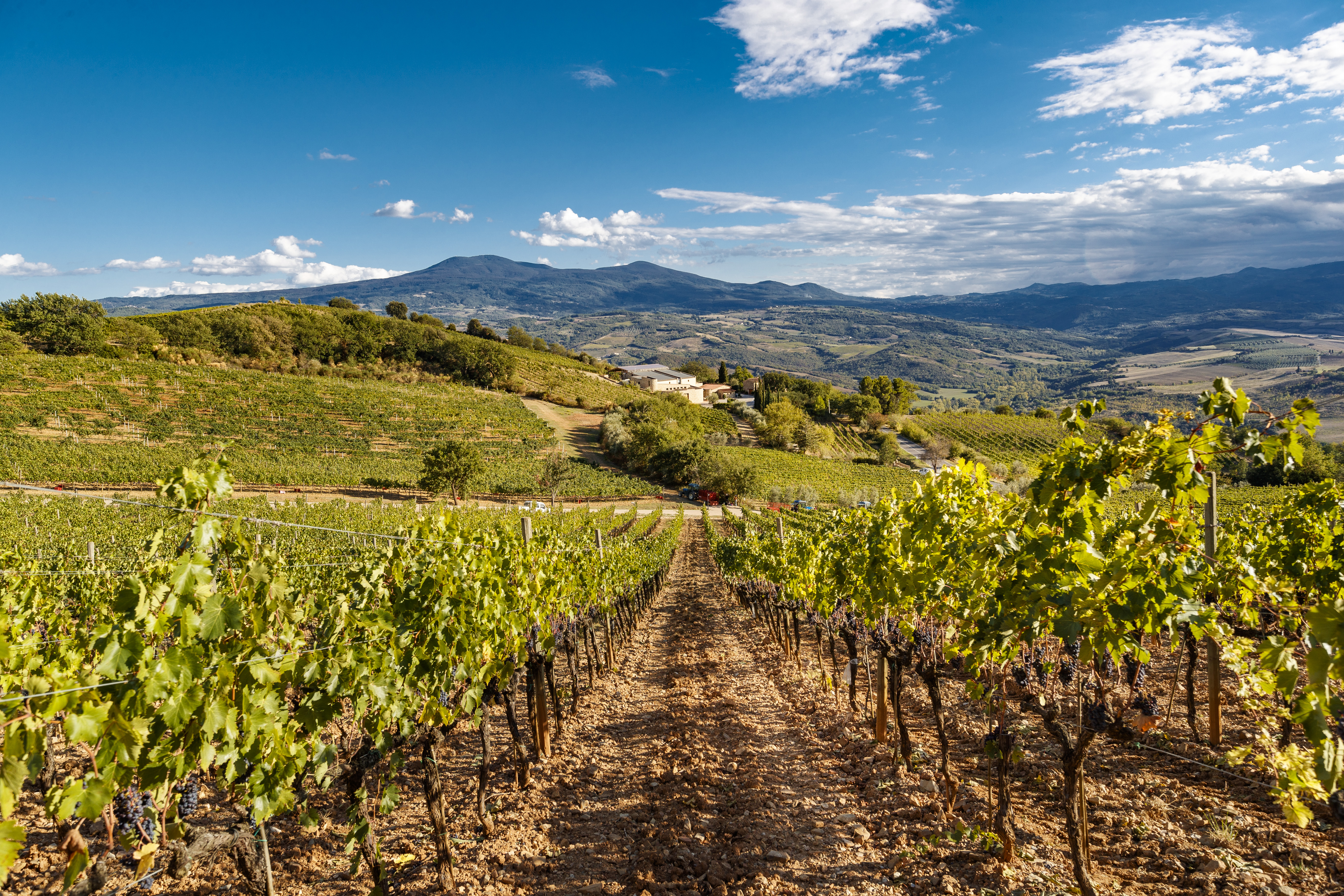 vintage vinification